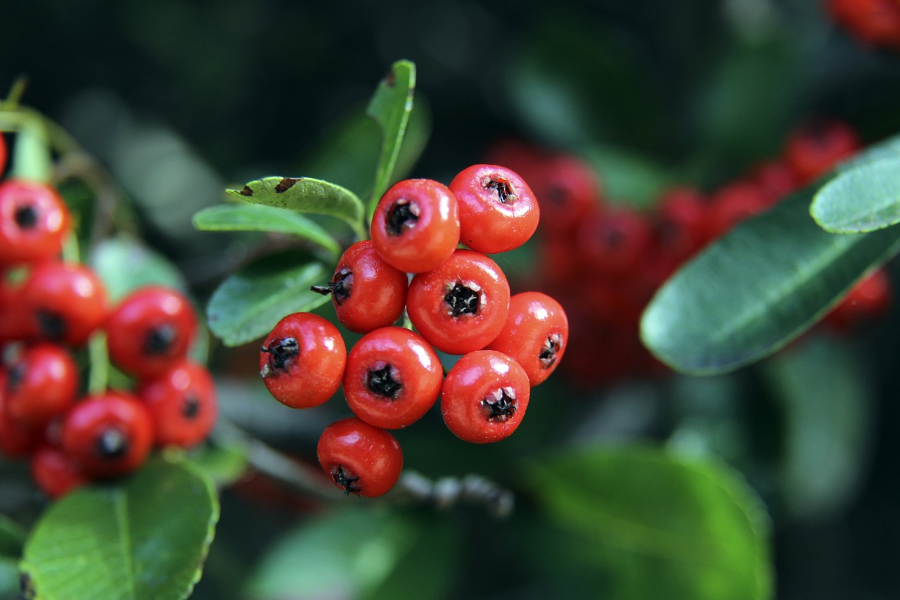朗日子里 朗日子里